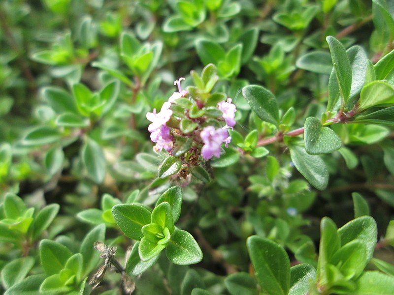 File:20190424Thymus pulegioides2.jpg