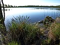 west bank with sedges