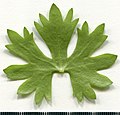 * Nomination Ranunculus acris. Leaf abaxial side. --Knopik-som 01:40, 31 May 2021 (UTC) * Promotion  Support Good quality -- Johann Jaritz 02:47, 31 May 2021 (UTC)