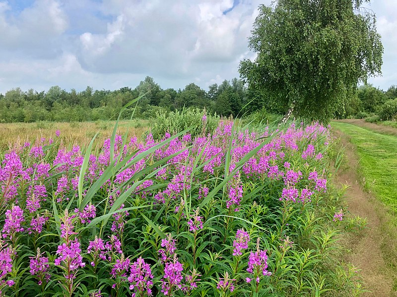 File:20210709 De Alde Feanen5 ten zuiden van Earnewâld.jpg