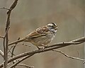 * Nomination White-throated sparrow, South Meadows Trail, East Hartford, CT USA --Pdanese 01:23, 4 December 2023 (UTC) * Withdrawn Any chance to reduce the background noise without losing feather detail? --Plozessor 06:04, 4 December 2023 (UTC)  Oppose I dont think I can denoise more and not lose detail. Thanks. --Pdanese 11:09, 4 December 2023 (UTC)