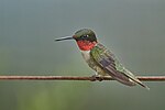 Thumbnail for File:20240707 ruby throated hummingbird bafflin sanctuary PD204642 37.jpg