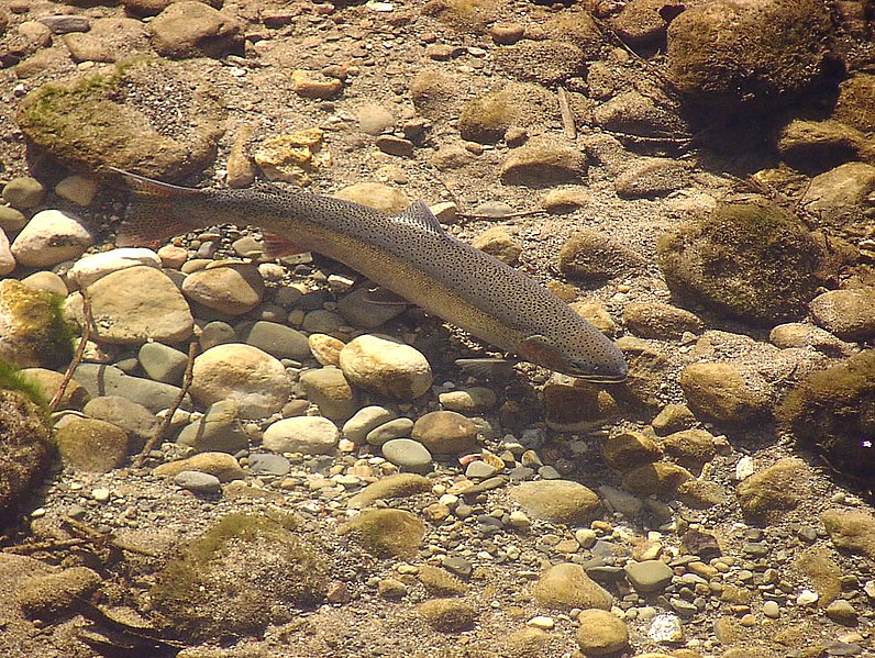 File:24-inch steelhead from Maria Ygnacio Creek in Santa Barbara County, California. (39868976440).jpg