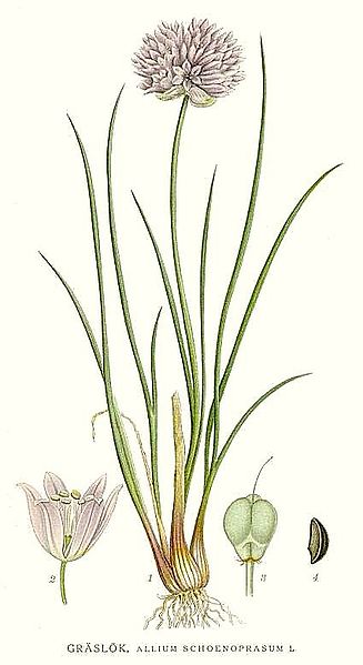 File:386 Allium schoenoprasum.jpg