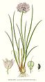 386 Allium schoenoprasum.jpg
