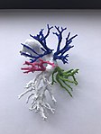 3D printed pulmonary arteries.jpg