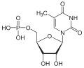 Vignette pour 5-Méthyluridine monophosphate