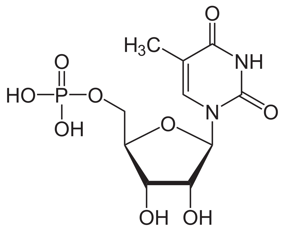 5-Méthyluridine monophosphate