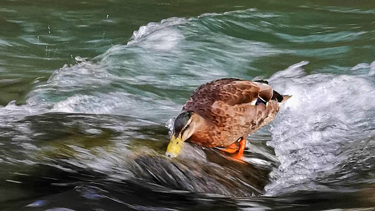 A Gère duck fishing