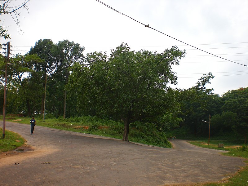 File:A Tree Beside Law Faculty at CU 02.JPG