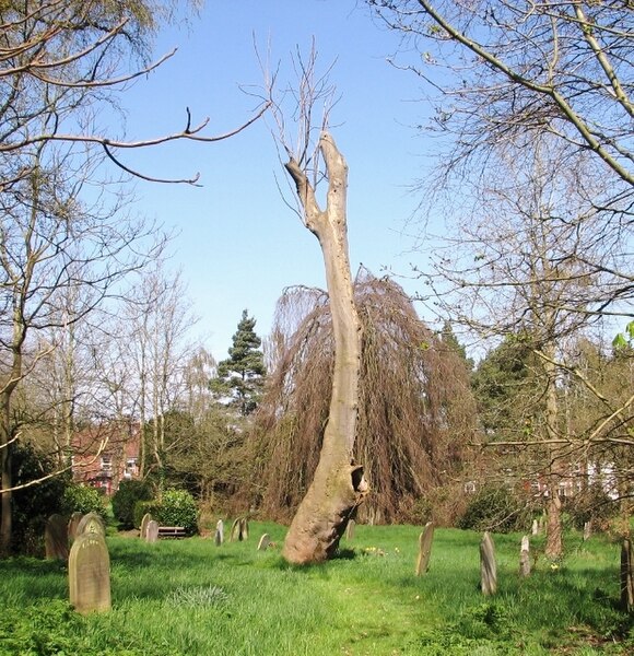 File:A Tree of Heaven (Ailanthus altissima) on the New Ground - geograph.org.uk - 5743241.jpg