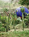 A cactus plant on Almat farm.jpg