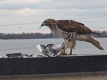 A hawk eats a rock pigeon, near Toronto harbour A hawk eats a pigeon, near Toronto harbour.jpg