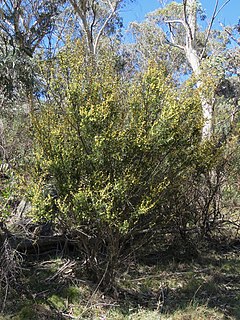 <i>Acacia siculiformis</i> species of plant