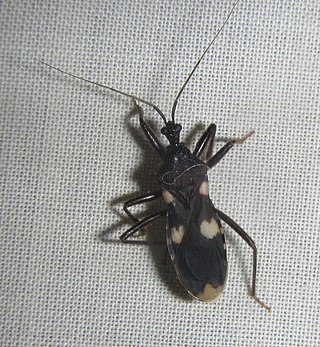 <i>Acanthaspis obscura</i> Species of assassin bug