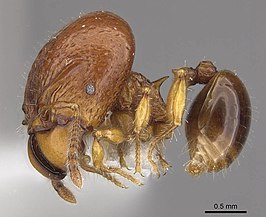 Acanthomyrmex humilis