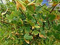 Acer monspessulanum Pradairo de Montpellier