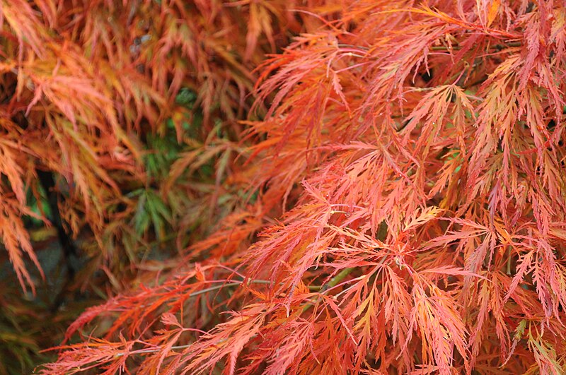 File:Acer palmatum fall foliage 02.jpg