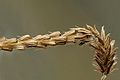 infructescence, var. japonica