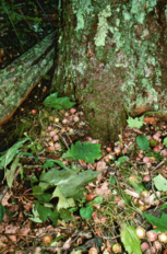 Acorns at the base of a Red Oak