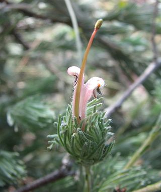 <i>Adenanthos macropodianus</i> Species of shrub in the family Proteaceae endemic to Kangaroo Island in South Australia