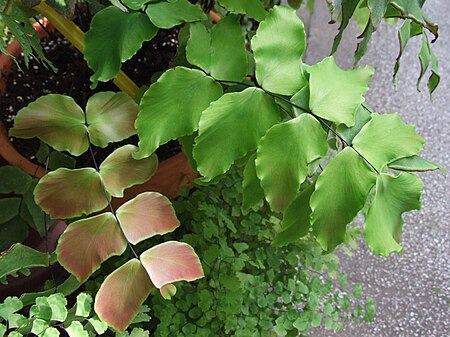 Tập_tin:Adiantum_macrophyllum_a1.jpg