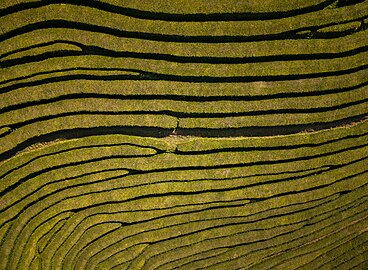 Aerial view of Gorreana tea fields, São Miguel Island, Azores, Portugal