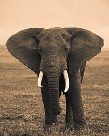 African bush elephant - Wikipedia