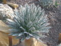 Agave polianthiflora.JPG