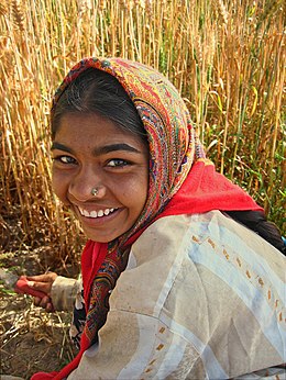 A woman of the Ahir community, which falls within the Yadav group, harvesting wheat in western India. Many Yadavs have taken to non-traditional occupations Ahir woman.jpg