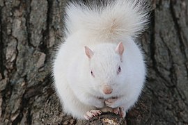 Albino squirrel Minneapolis 2018.jpg