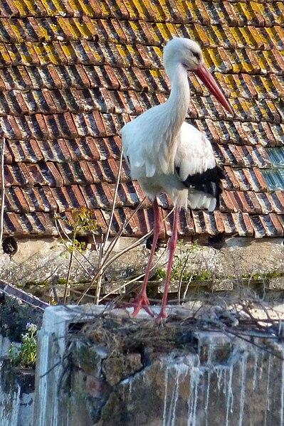 File:Algarve - Silves - stork attempting to build a nest (25202775823).jpg