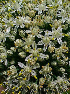 Allium cepa Flowes