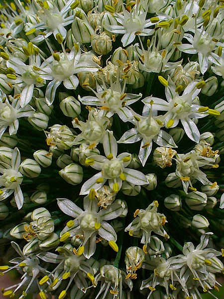 File:Allium cepa 003.JPG