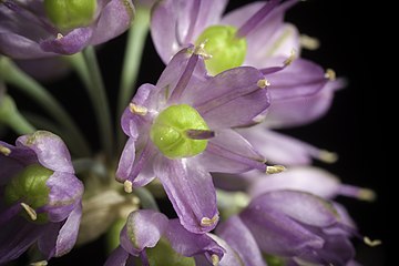 Allium taquetii