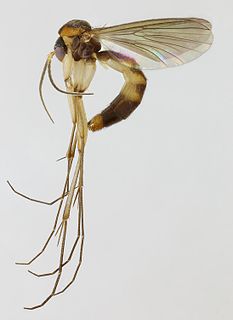 <i>Allodia</i> Genus of flies