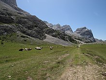 Mucche al pascolo sull'alpe di Fanes Grande.