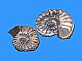 Thumbnail for Pleuroceras spinatum