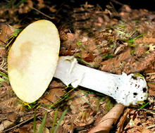 Amanita eliae 