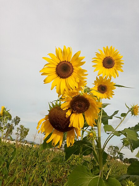 File:Amazing sunflower.jpg