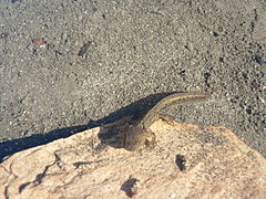 Ambystoma macrodactylum