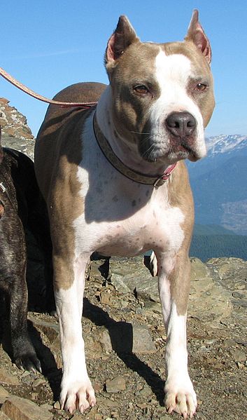 File:American Pit bull Terrier (Schatzi) .jpg