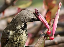 Sunbird feeding on T. rubromarginatus nectar, and assisting in pollination. Amethyst sunbird, Chalcomitra amethystina, female at Kloofendal Nature Reserve, Johannesburg, South Africa (21354148246), crop.jpg