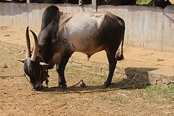 Amrit Mahal stier