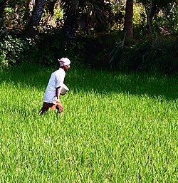 An Indian farmer spreading fertilizer over a crop.jpg