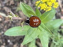 Anatis lecontei, or Leconte's giant lady beetle