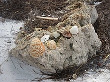 Shelling is popular on the beaches of Anna Maria.