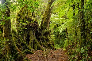 Temperate Rainforest