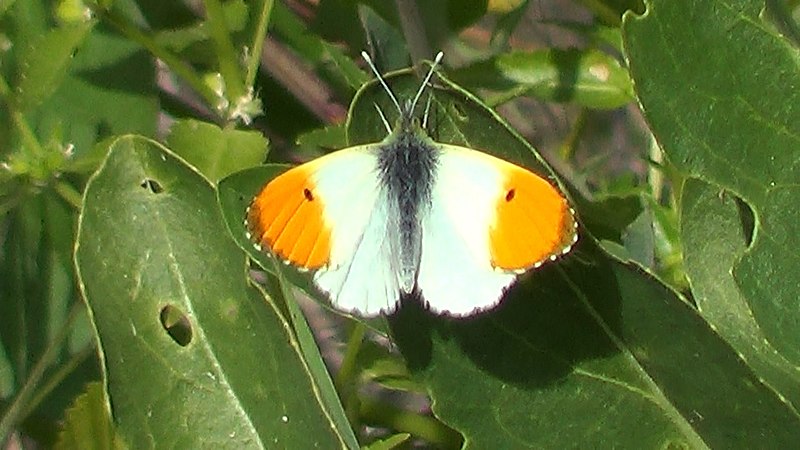 File:Anthocharis cardamines 182427339.jpg