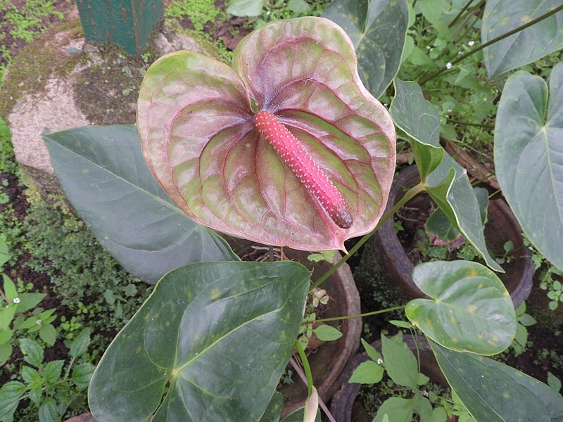 File:Anthurium andraeanum hybrid-1-hrs-yercaud-salem-India.jpg